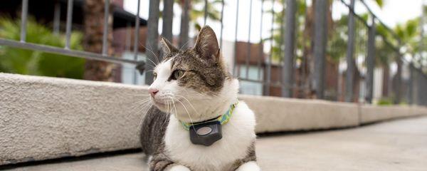 Visit Invisible Fence® Brand to learn how to keep your cat from scratching your furniture.