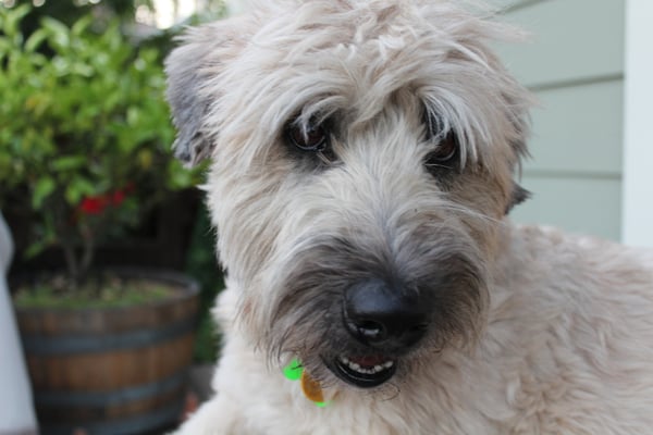 Toby the Wheaten Terrier with one of Rustine's haircuts.