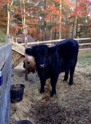 Private petting zoo & garden to table... Whole new meaning!  Love u Bossy girl!  Hope you're here when I return!