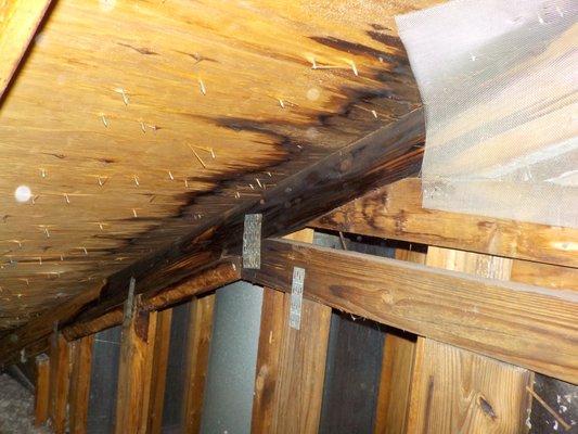 The Home Inspector found evidence of moisture in this Alabaster attic.