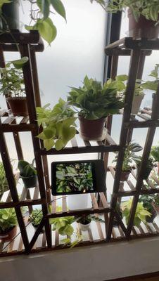 Inside 14er Boulder shop easy care houseplants