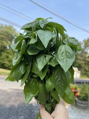 Basil