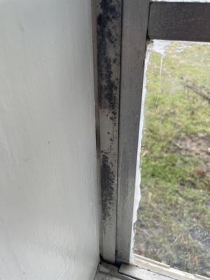 MOLD on the walls/windows