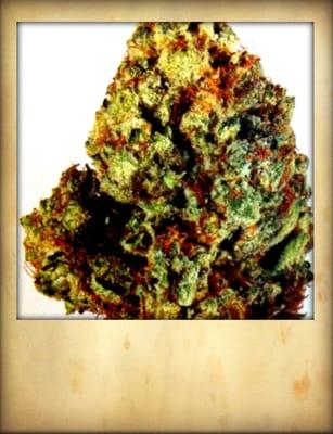 Our beautiful Tru OG. 22.1% THC High Times Cannabis Cup award winner 2010-2011. FREE gram for new patients (with donation).