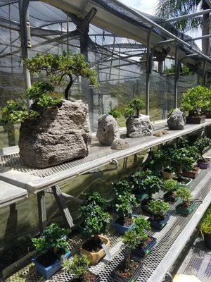 Bonsai Feather Rock plantings