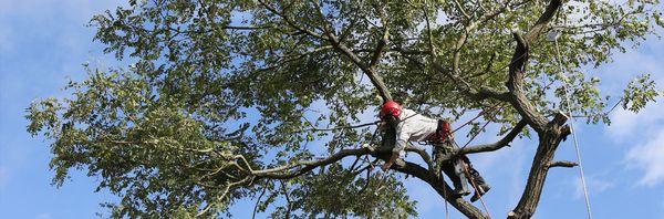 Sommertimes Landscape Beautification & Maintenance