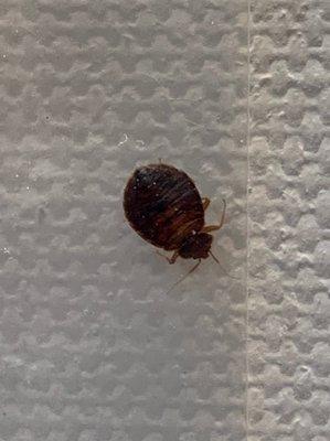 Bed bug found 2/3