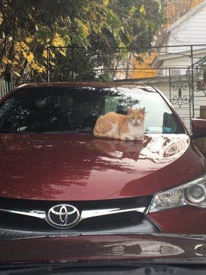 My neighbors cat loves sitting here on my car, the rental seems comfy enough for his royal tush.