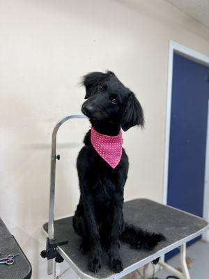 Lola is striking a pose after her bath and blow out