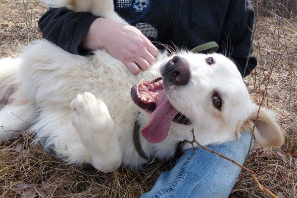 Former shelter dog, Tacoma, would much rather enjoy belly rubs than get his photo taken.