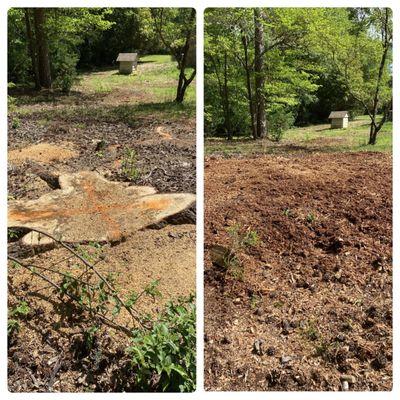 4-10-23 Steel Creek grind for Yelp customer Trey. 6 ft. Stump with 15 feet of massive root flare!