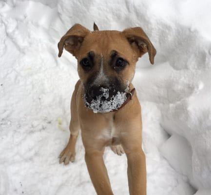 Arlo's first snowstorm. What is that white stuff?