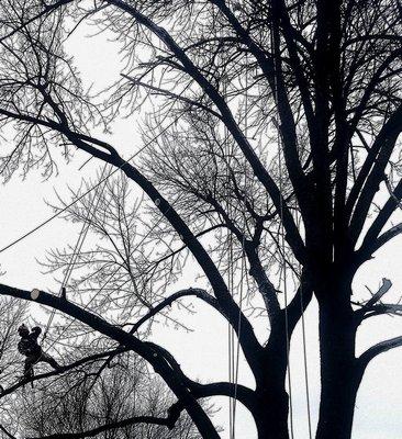 Large Ash Removal in Sedalia.