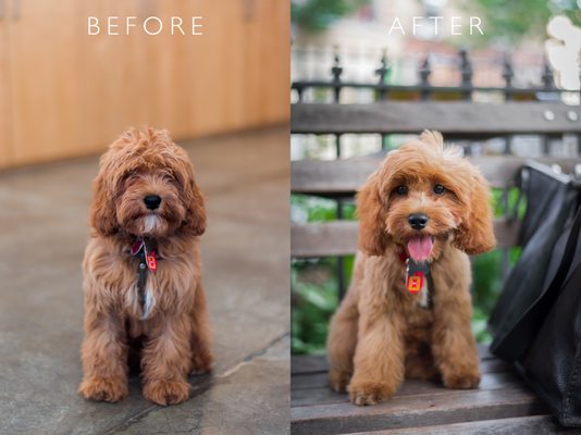 I couldn't be happier with this groom! Spoon (3 months old here) just had his first EVER grooming at Doggystyle. HE LOOKS AWESOME! Thanks!!