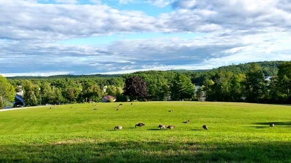 Geese on the front lawn of the presidents manor.