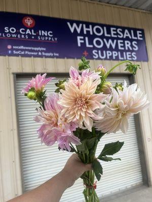 Cafe o'lea dahlias in all its beauty. Available in store and for shipping.