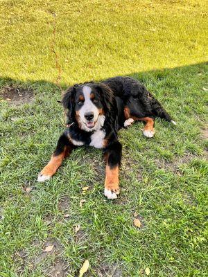 Bart in the front yard