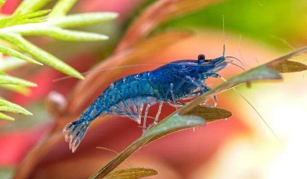 Blue Velvet Shrimp