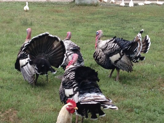 Narragansett Turkeys