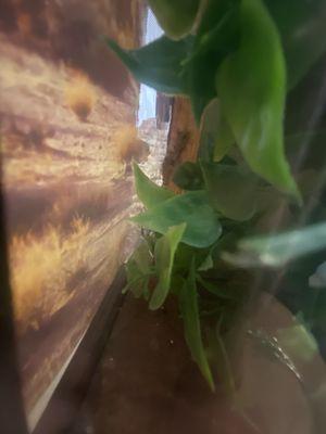 The baby gecko enjoying his new hide and plant! Plus he's loving the tiny crickets:)