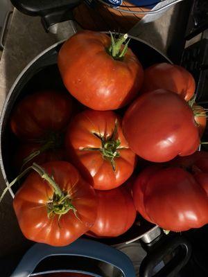 Every year I come over the bridge from De to Rosie's to buy my NJ 'ugly' Tomato plants , here's today's pickings from my garden.