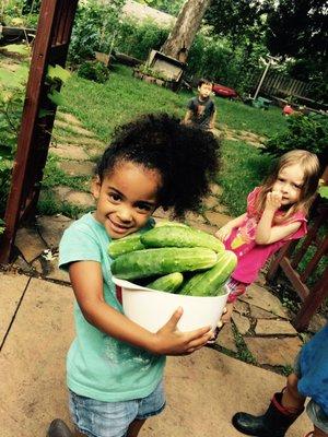 A bountiful cucumber harvest!