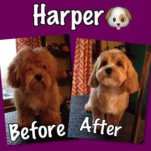 A professional groom can change a dog's appearance and make them feel better, too.