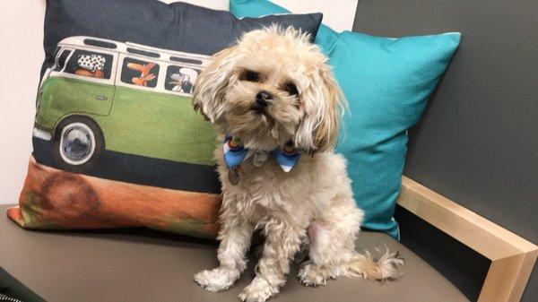 Waiting for his check up! Such kind staff in a clean environment !