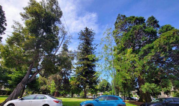 One of Alameda's beautiful neighborhood parks