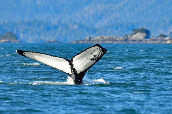 Humpback Tail w/ Killer Whale Teeth Marks - Trip Sept 2018