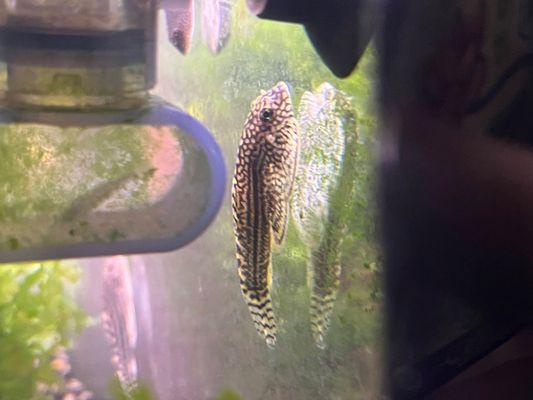 Hillstream loach