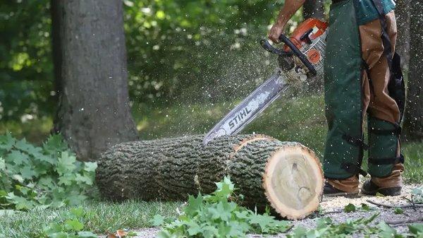 cutting trees that have fallen down in atlanta, georgia