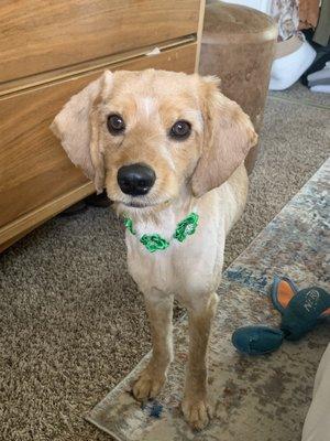 Bruno with his fresh summer shave happy as can be!