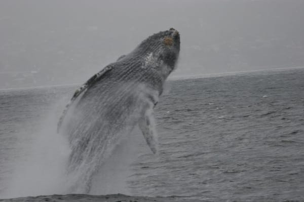 Princess Monterey Whale Watching