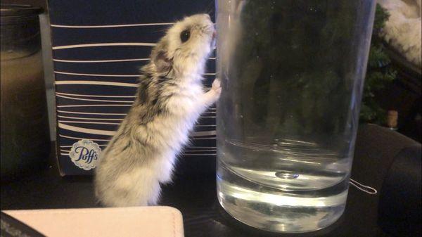 Dwarf hamster looking happy and healthy