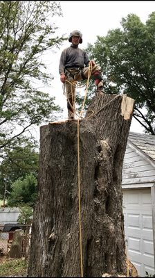 Extremely large silver maple which I removed in Edison New Jersey