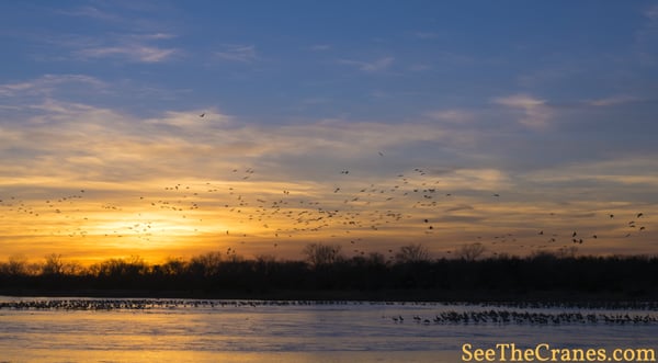 The annual spring migration of the sandhill cranes.