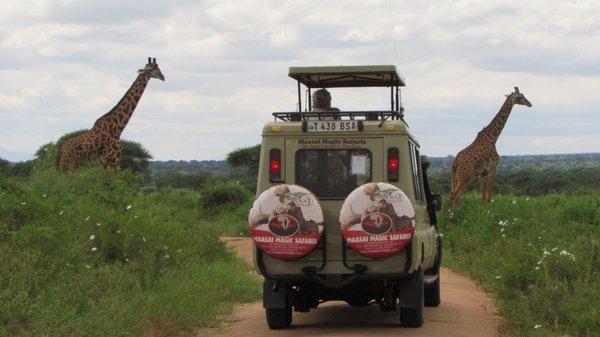 Amazing Game drive in Tanzania