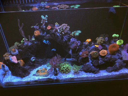 Love The Reef