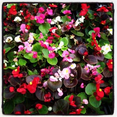 Begonias in assorted colors