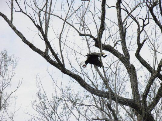 Bald eagle taking off from a tree on the side of the river. These trees were stripped of their spring foliage a week earlier when tornado b