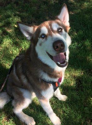 Senja the happy Husky!