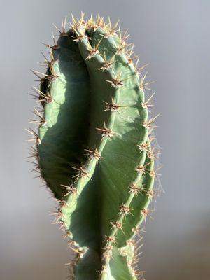 Cactus inside the shop