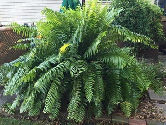 "After" macho fern (Fall). Purchased in spring. 10x bigger by the end of season. (4'x4')