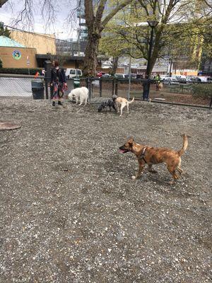 Denny Park Off-Leash Area