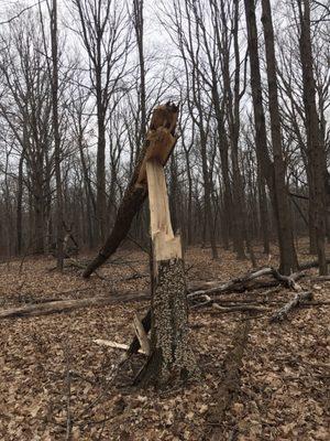 Walking in the woods