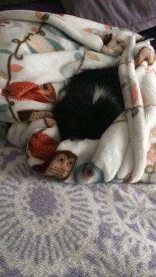 Thought I bought this blanket for me *nope!* it's been claimed by Susie.