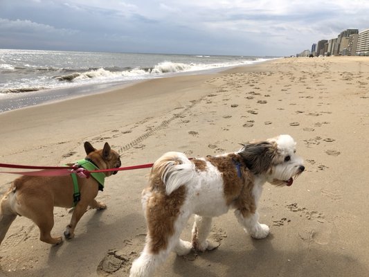 Walkies on the beach!