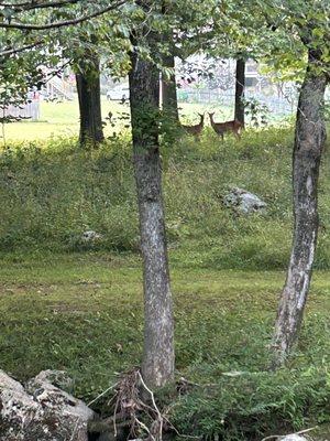 Deer in early morning