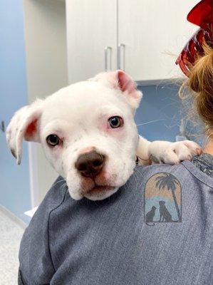 Pictured: white Pit Bull puppy looking directly into the camera over a technicians shoulder with one ear flipped back.